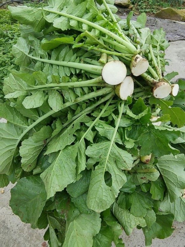 김미현님의 장터 판매 상품 [단무지 무우청 생무청 5kg (무우청김치용,시래기용,무우청나물)] 첨부 사진