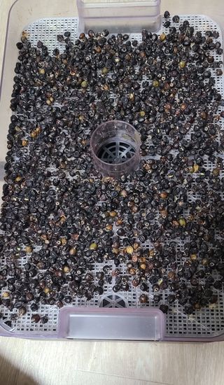 풀잎사랑님의 기타작물 · 영농일지 작성글 사진