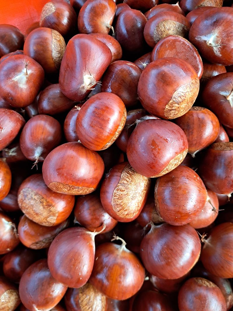 장터 상품 [공주 정안밤] 썸네일