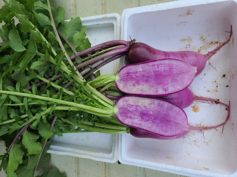 장터 상품 [자색무1kg 2~3개] 썸네일