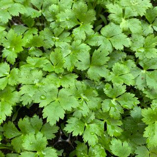 이기자원예종묘님의 작성글 사진