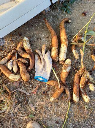 삼성농산님의 자유주제 · 자유게시판 작성글 사진