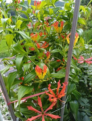 삼성농산님의 자유주제 · 자유게시판 작성글 사진