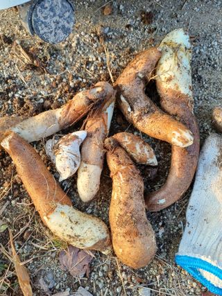 삼성농산님의 자유주제 · 자유게시판 작성글 사진