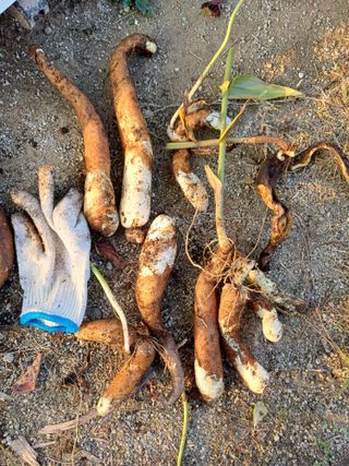 삼성농산님의 자유주제 · 자유게시판 작성글 사진