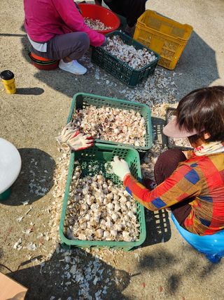 장재갑님의 마늘 · 영농일지 작성글 사진