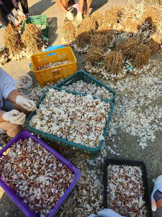 장재갑님의 마늘 · 영농일지 작성글 사진