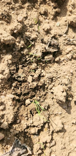 이제윤님의 파 · 영농일지 작성글 사진