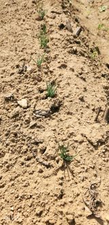 팜모닝 기타작물·영농일지 게시글 이미지