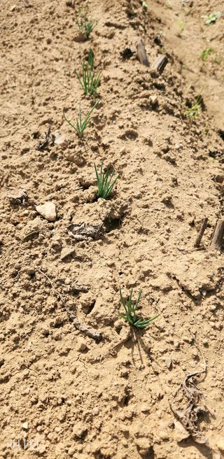 이제윤님의 기타작물 · 영농일지 작성글 사진