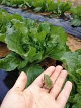 팜모닝 11월 내 작물 자랑하기·참여글 게시글 이미지