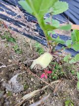 팜모닝 11월 내 작물 자랑하기·참여글 게시글 이미지