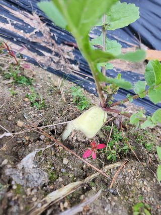 고영희님의 11월 내 작물 자랑하기 · 참여글 작성글 사진