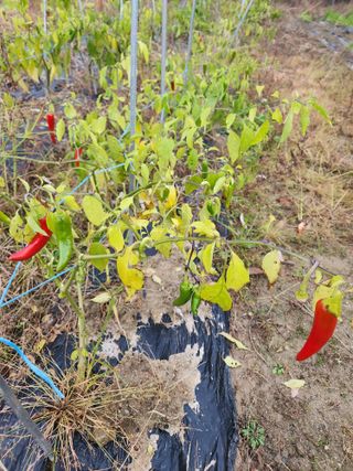 고영희님의 11월 내 작물 자랑하기 · 참여글 작성글 사진