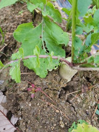 고영희님의 11월 내 작물 자랑하기 · 참여글 작성글 사진