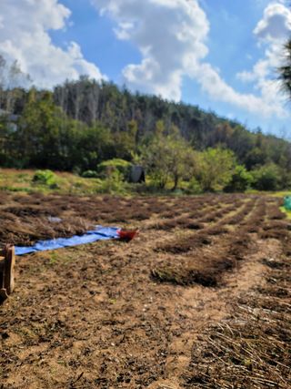 이성우님의 들깨 · 영농일지 작성글 사진