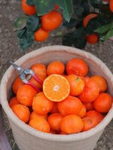 팜모닝 11월 내 작물 자랑하기·참여글 게시글 이미지