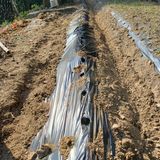 팜모닝 콩·영농일지 게시글 이미지