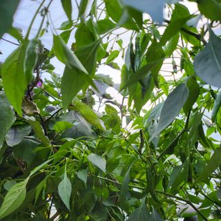 오케바리(옥경종)님의 콩 · 영농일지 작성글 사진