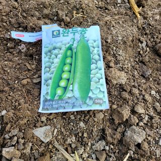 오케바리(옥경종)님의 콩 · 영농일지 작성글 사진