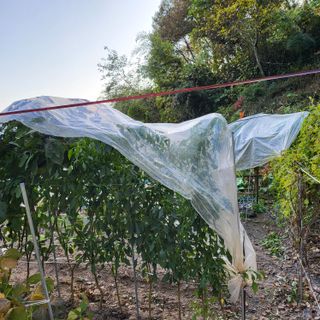 오케바리(옥경종)님의 콩 · 영농일지 작성글 사진