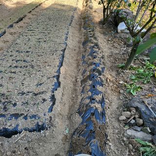 오케바리(옥경종)님의 콩 · 영농일지 작성글 사진