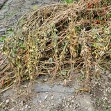 팜모닝 콩·영농일지 게시글 이미지