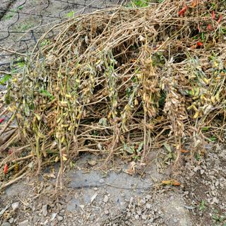 오케바리(옥경종)님의 콩 · 영농일지 작성글 사진