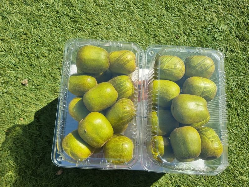 이승철님의 장터 판매 상품 [제주레드키위2.5kg(90g이상)] 첨부 사진