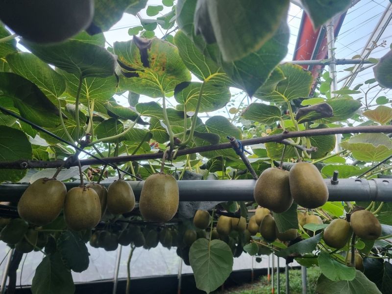 이승철님의 장터 판매 상품 [제주레드키위2.5kg(90g이상)] 첨부 사진