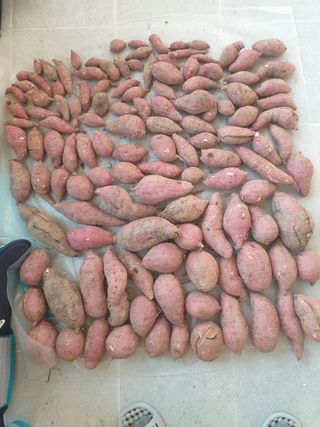 경기도님의 11월 내 작물 자랑하기 · 참여글 작성글 사진