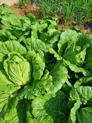 이상응님의 11월 내 작물 자랑하기 · 참여글 작성글 사진