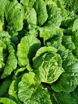 이상응님의 11월 내 작물 자랑하기 · 참여글 작성글 사진