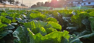 백용기님의 11월 내 작물 자랑하기 · 참여글 작성글 사진