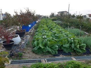 강판술님의 11월 내 작물 자랑하기 · 참여글 작성글 사진