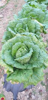 팜모닝 배추·병해충상담 게시글 이미지