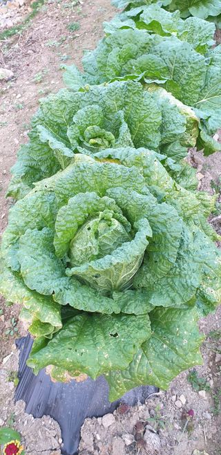 밤까시 여주농장님의 배추 · 병해충상담 작성글 사진