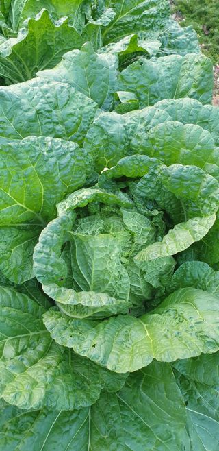 밤까시 여주농장님의 배추 · 병해충상담 작성글 사진