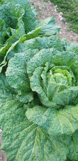 밤까시 여주농장님의 배추 · 병해충상담 작성글 사진