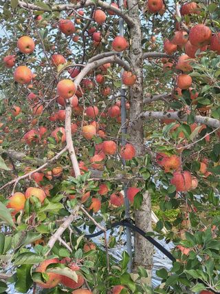 최승국님의 11월 내 작물 자랑하기 · 참여글 작성글 사진