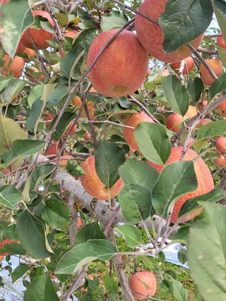 최승국님의 11월 내 작물 자랑하기 · 참여글 작성글 사진