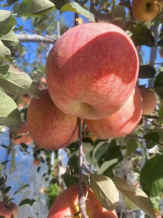 최승국님의 11월 내 작물 자랑하기 · 참여글 작성글 사진