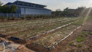 왕왕초보동읍거주님의 11월 내 작물 자랑하기 · 참여글 작성글 사진