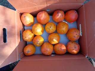 서애 기원님의 11월 내 작물 자랑하기 · 참여글 작성글 사진