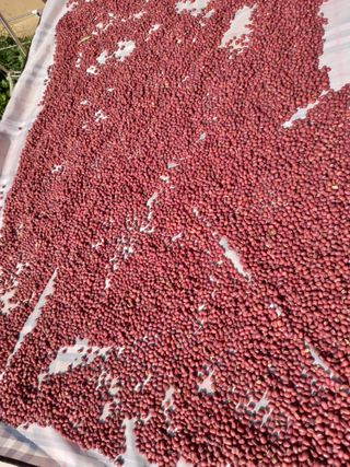 서애 기원님의 11월 내 작물 자랑하기 · 참여글 작성글 사진