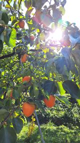 팜모닝 11월 내 작물 자랑하기·참여글 게시글 이미지