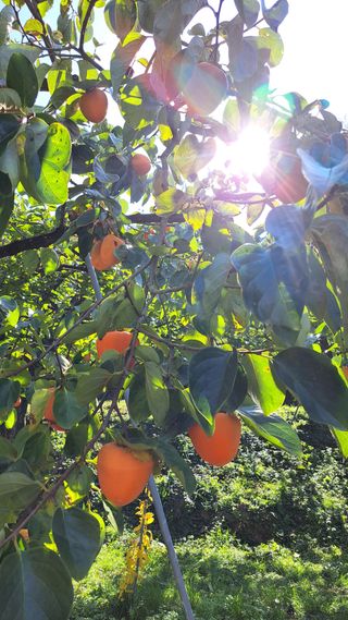 태능김동수님의 11월 내 작물 자랑하기 · 참여글 작성글 사진