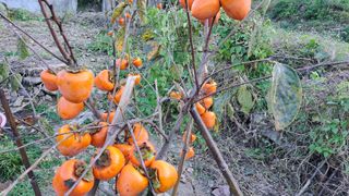 태능김동수님의 11월 내 작물 자랑하기 · 참여글 작성글 사진