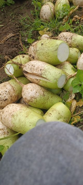 노고산농부님의 11월 내 작물 자랑하기 · 참여글 작성글 사진