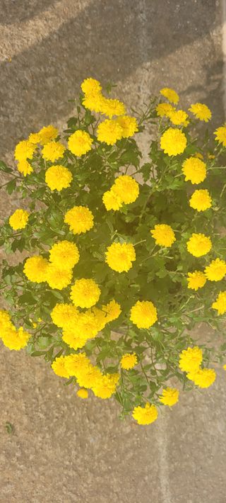 김정은님의 기타작물 · 영농일지 작성글 사진